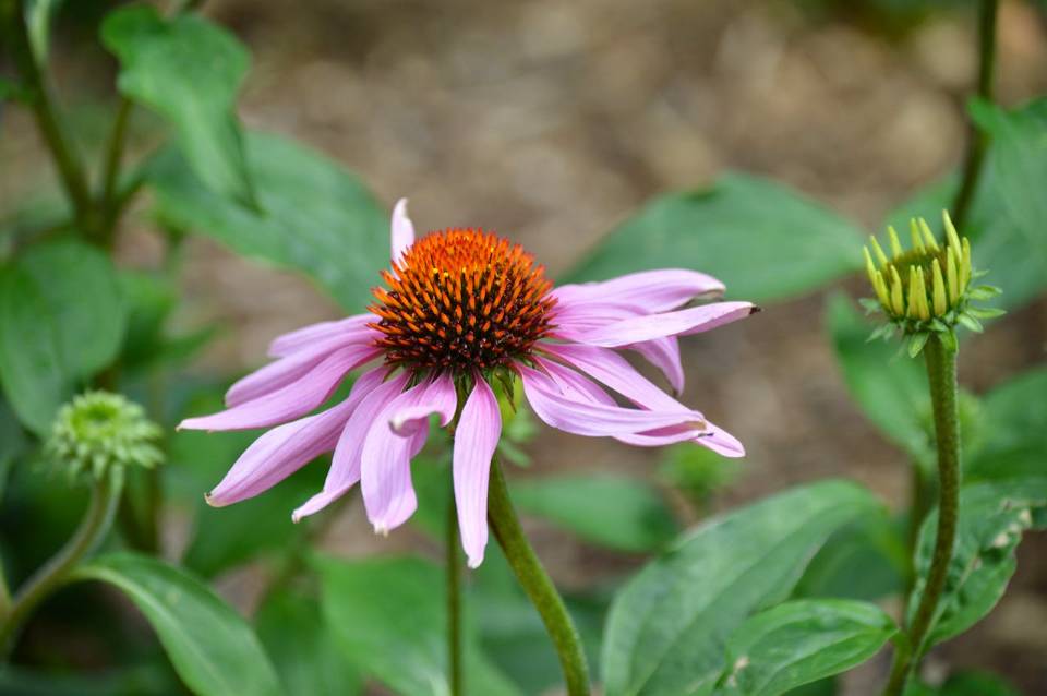 A close-up of a purple coneflower.