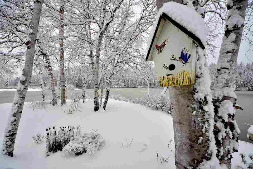 A roosting box hanging on a backyard tree in winter.
