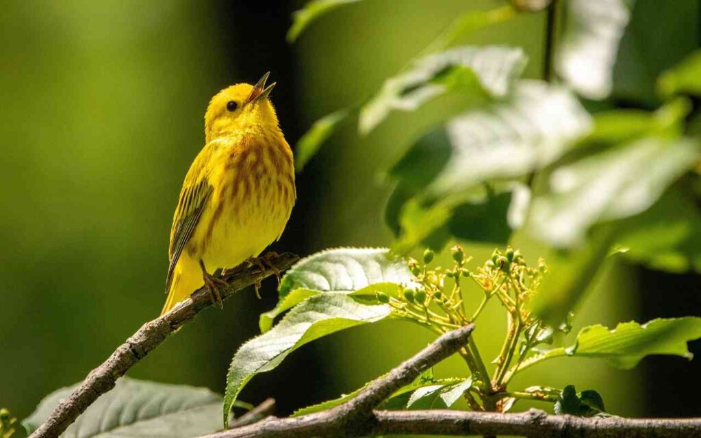 A migratory yellow warbler in spring garden.