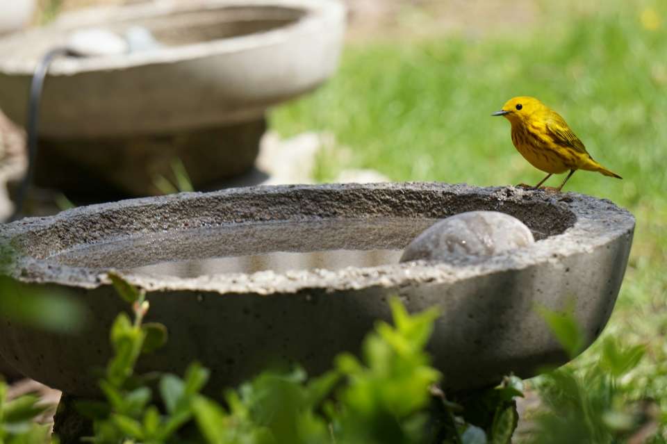 A yellow warbler perched on the edge of a backyard birdbath.
