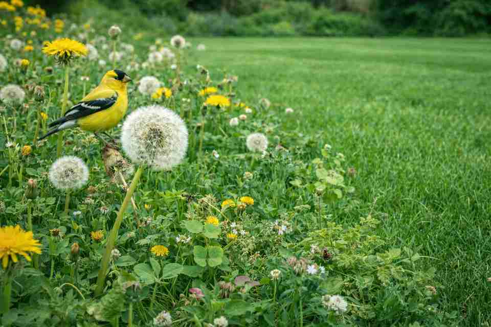 A vibrant yellow male American goldfinch is perched on a white, fluffy dandelion seed head in a patch of wild grass and yellow dandelions, with a manicured green lawn in the background.