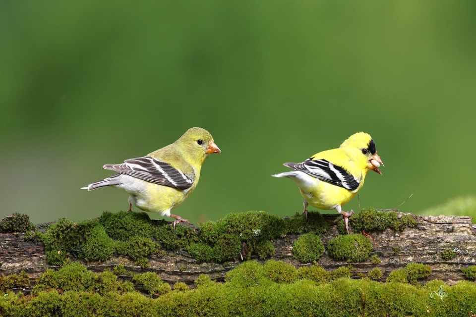 A bright yellow male American Goldfinch with a black cap and jet-black wings (right) next to a duller yellow-green female with brown wings (left).