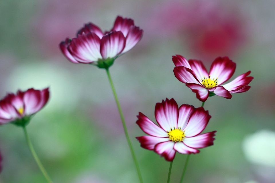 A close-up of several 'Candy Stripe' Cosmos flowers featuring white petals with deep crimson-pink borders and bright yellow centers on thin green stems against a soft, blurred background.