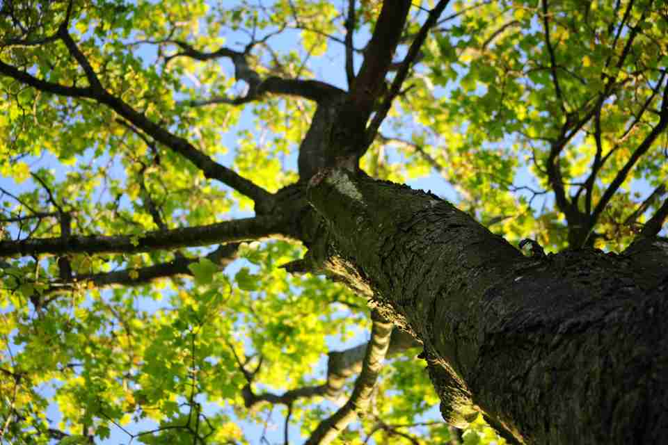 A low-angle, upward-facing photograph looking through the dense green canopy of a mature maple tree. The dark, textured trunk leads the eye toward a network of spreading branches filled with vibrant green leaves against a clear blue sky.