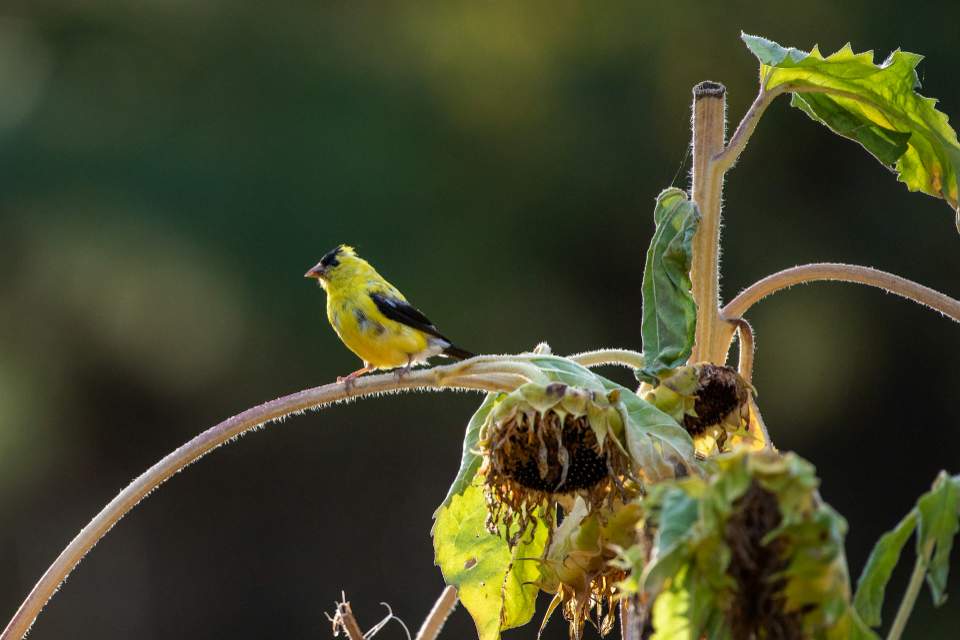 A vibrant yellow male American goldfinch in breeding plumage, featuring a black cap and wings, perched on the curved stem of a sunflower plant with a dark, seed-filled composite head against a soft green background.