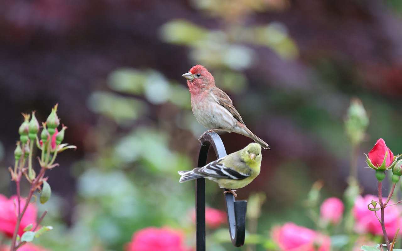 A high-quality photograph of a rosy-red male House Finch perched atop a black shepherd's hook, with a bright yellow male American Goldfinch perched just below it. The birds are set against a soft-focus background of vibrant pink roses and green garden foliage.