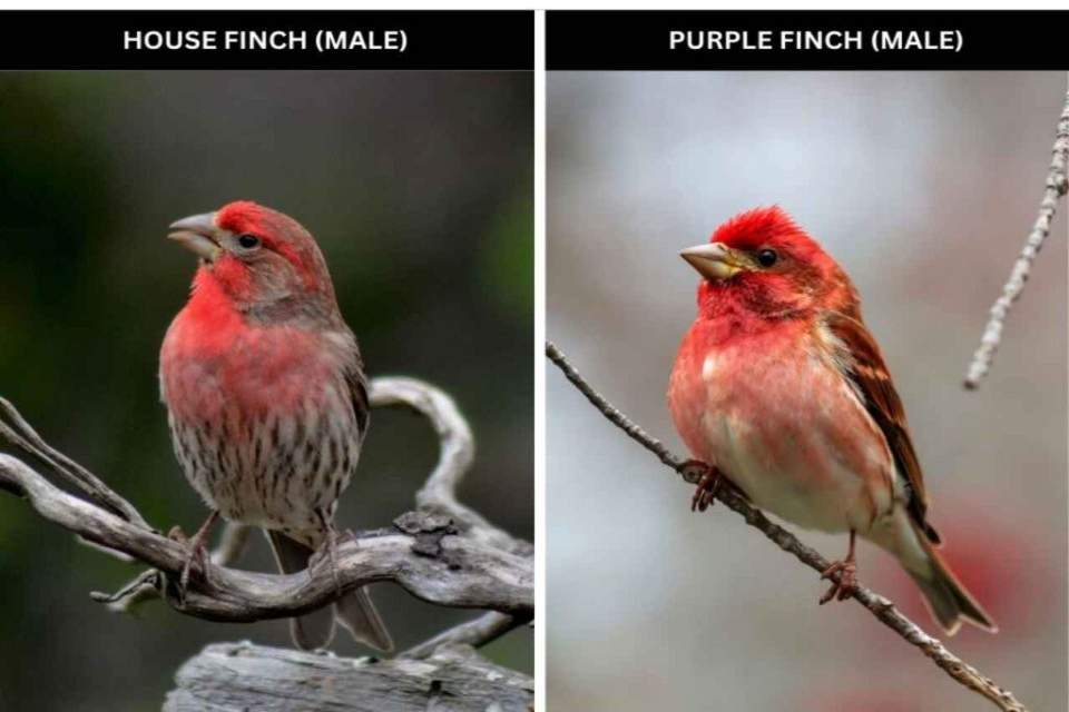 A side-by-side comparison of a male House Finch with brick-red plumage and streaked sides (left) and a male Purple Finch with raspberry-red plumage and a clean white belly (right).