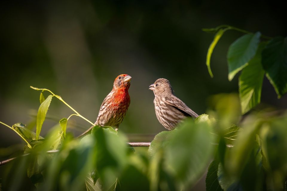 A vibrant red male House Finch (left) and a streaked brown female (right) perched together on a leafy branch.