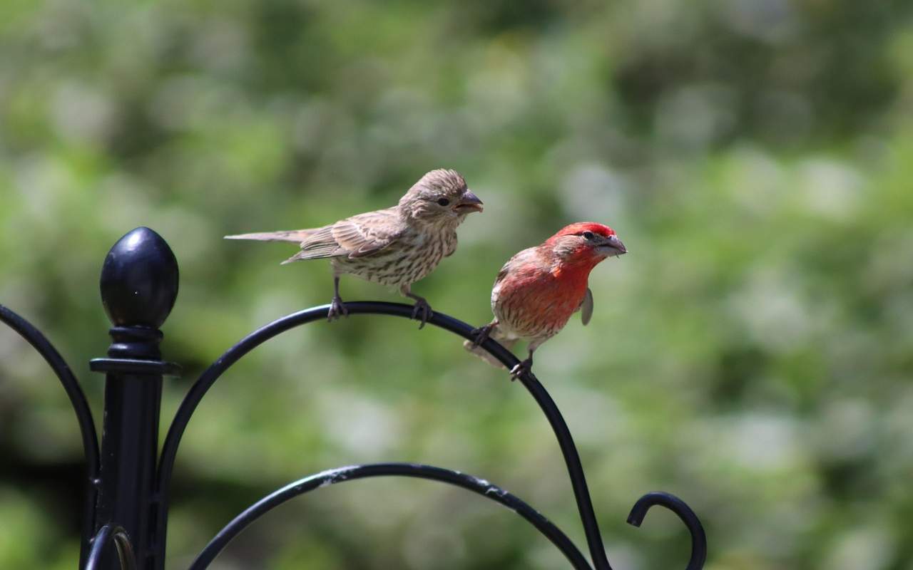 A male House Finch with red plumage on the right and a streaked brown female on the left perched on a backyard bird feeder.