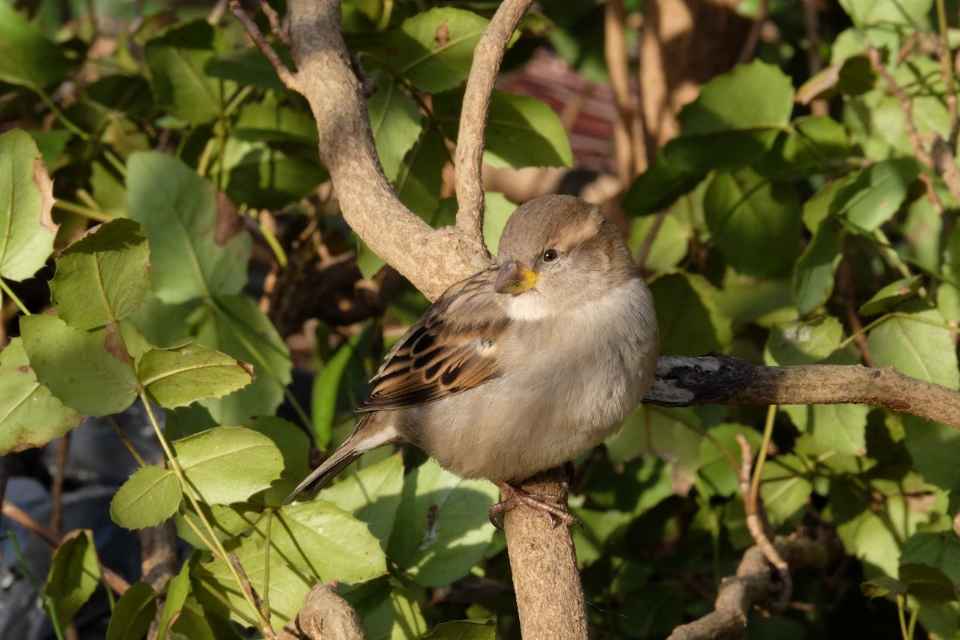 House Sparrow resting on a branch in a shaded garden during peak summer heat, illustrating reduced midday bird activity.