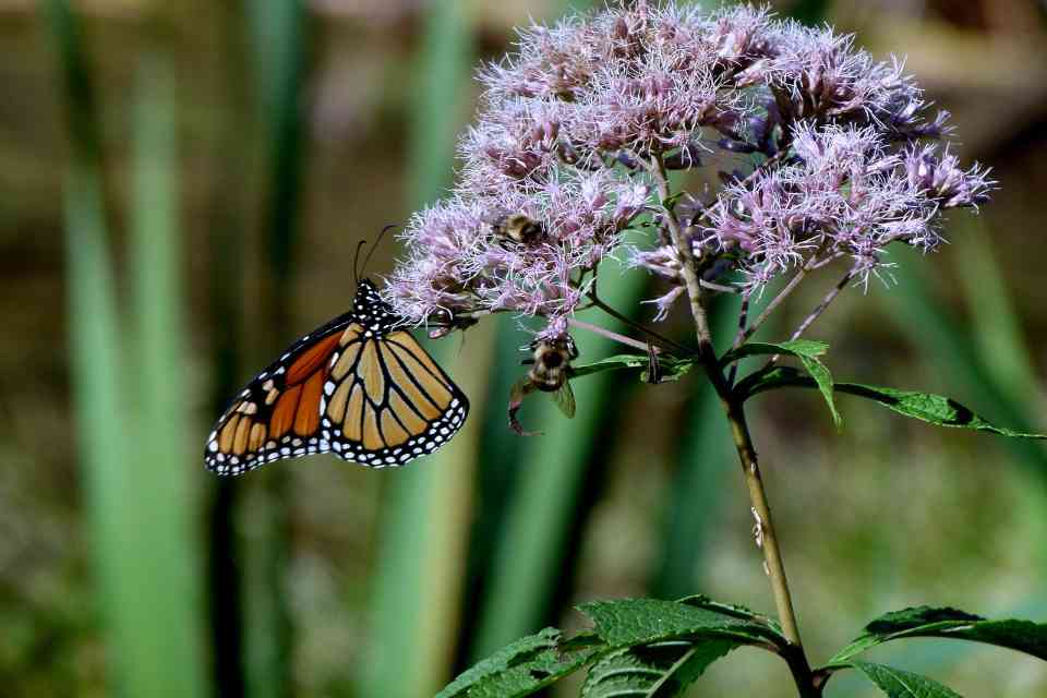 A large Monarch butterfly feeding on the fluffy, mauve-pink flower clusters of a tall Joe Pye Weed plant.