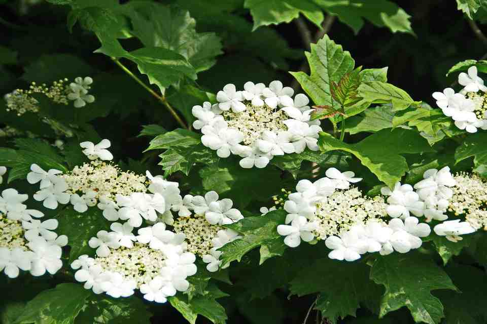A close-up of a native American highbush cranberry shrub featuring large, flat-topped clusters of white lace-cap flowers surrounded by vibrant green, maple-like leaves.