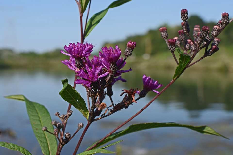 A close-up of New York Ironweed with deep purple, bristly flower clusters on a sturdy stalk, set against a background of a lake and green trees.
