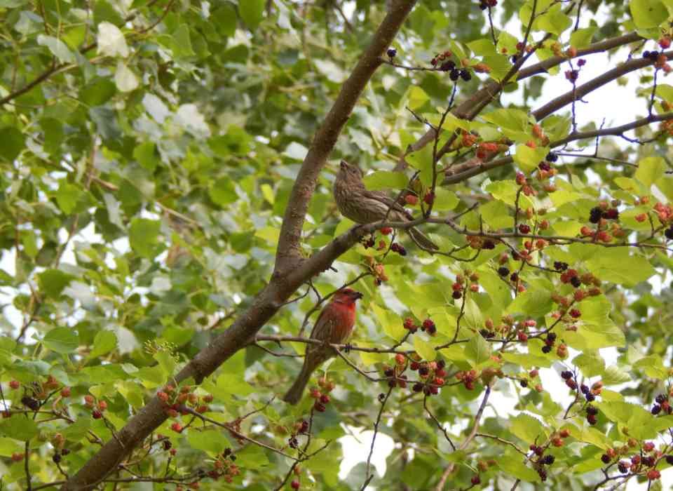 A pair of house finches enjoying ripe mulberries in a backyard — a natural high-energy snack during summer.