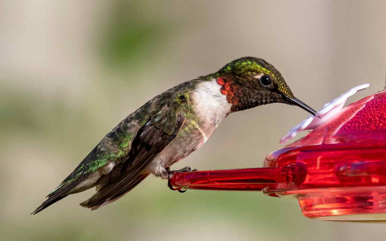 Ruby-throated hummingbird drinking nectar from a clean backyard feeder in summer.