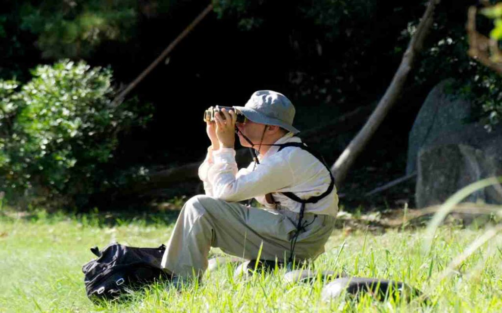 Summer birdwatcher struggling to spot birds in dense foliage and bright sunlight.