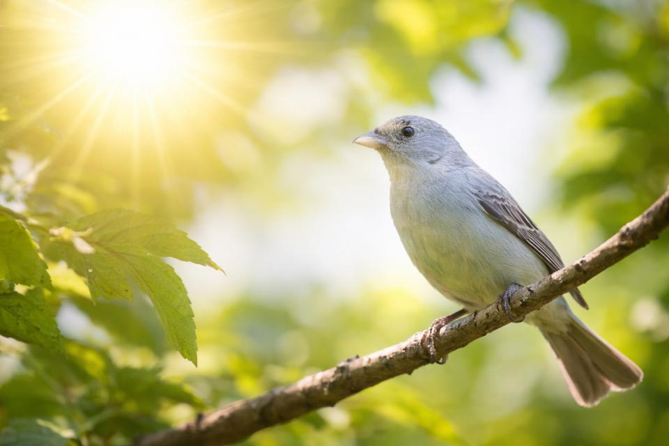 Bird perched on a branch with faded plumage caused by harsh midday sun glare during summer birdwatching.