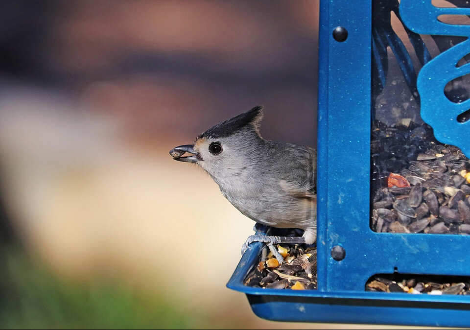 A Tufted Titmouse at a bright blue bird feeder eating sunflower seeds.