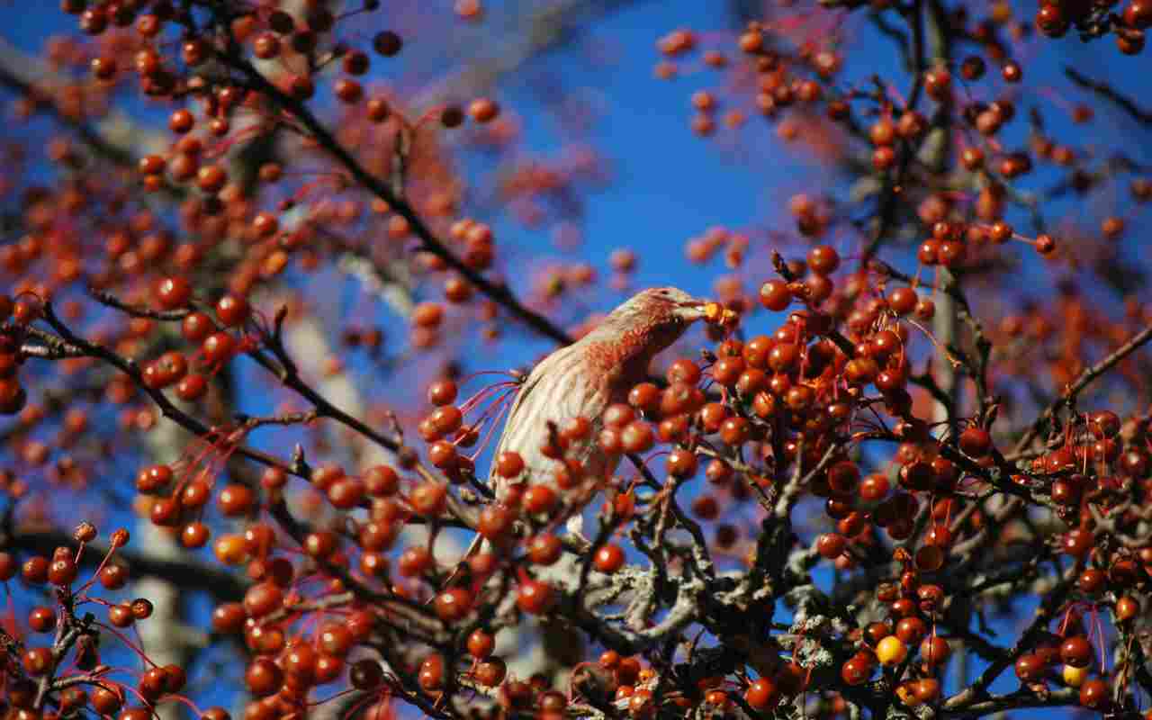 A male House Finch with a rosy red breast eating bright red winter berries against a blue sky.