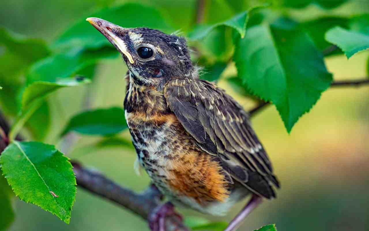 Healthy American robin fledgling perched in a tree, showing its feathers for easy identification.