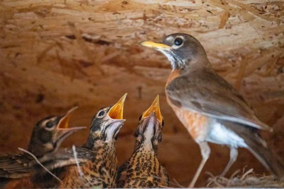 An adult American Robin stands in a nest with three older nestlings; the chicks have their yellow mouths wide open, begging for soft-bodied insects like caterpillars.
