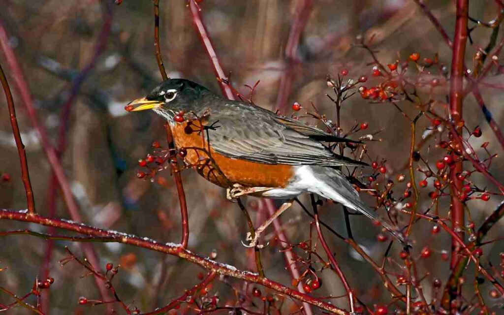 An American Robin perched on a winter branch, mid-swallow while eating a bright red berry, illustrating the species' seasonal shift to a fruit-based diet.