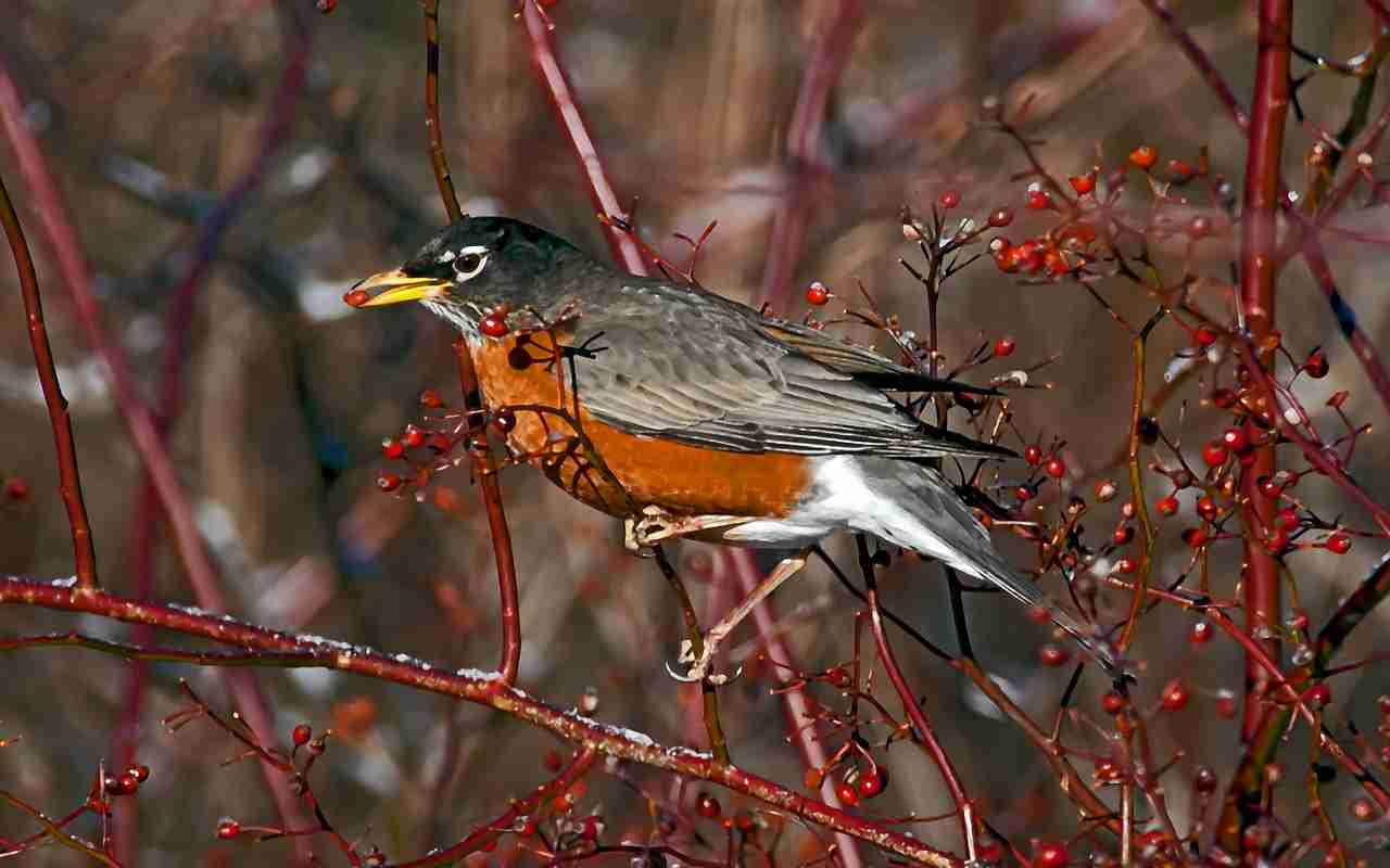 An American Robin perched on a winter branch, mid-swallow while eating a bright red berry, illustrating the species' seasonal shift to a fruit-based diet.