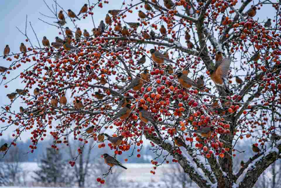 A large flock of American Robins perched in a snow-dusted crabapple tree during winter, with several birds actively eating bright red berries.