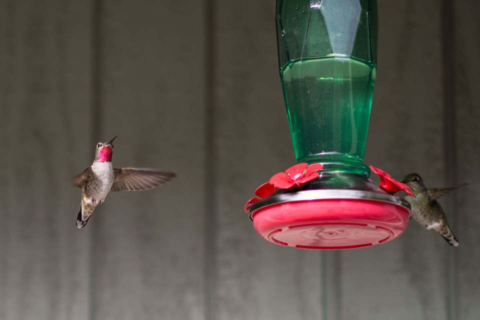 Male and female Anna's hummingbirds hovering at a red torchiere-style glass feeder in a safe backyard.