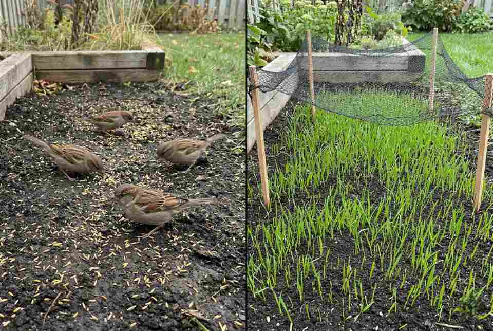 A split-screen educational comparison showing House Sparrows eating unprotected seeds vs. the 92% success method using topsoil and netting. Visual generated via AI for educational clarity. Photo via Feathered Guru.