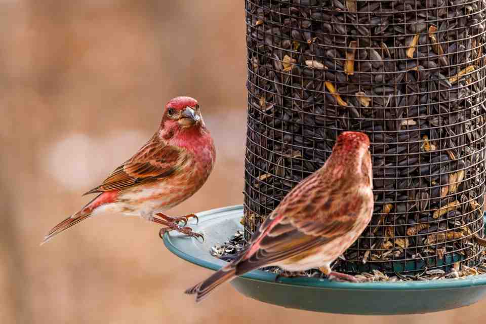 Two male Purple Finches perched on a dark-mesh bird feeder filled with black oil sunflower seeds, a feeder style that prevents larger birds from easily stealing seed.