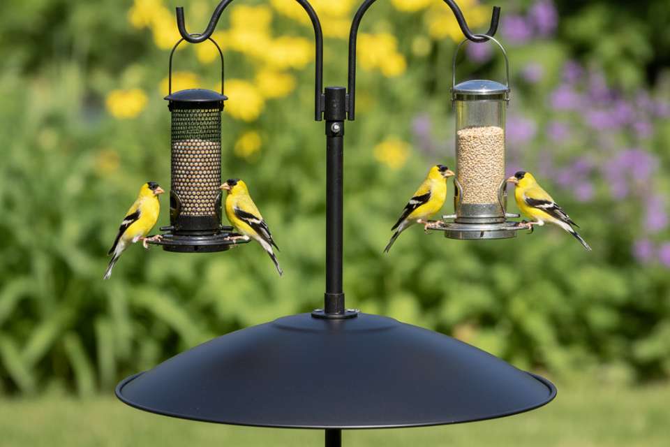 A black metal bird feeder pole with a correctly installed umbrella-style baffle protecting two hanging feeders where four yellow American Goldfinches are eating.