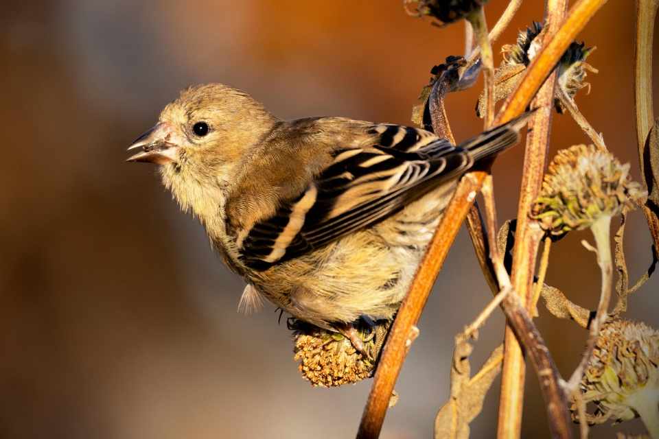 American Goldfinch in drab winter plumage foraging on a dried native seed head.