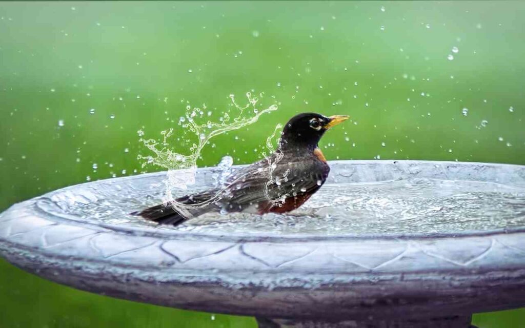 A male American Robin splashing vigorously in a shallow stone birdbath, illustrating the effectiveness of the shallow-water attraction pillar.
