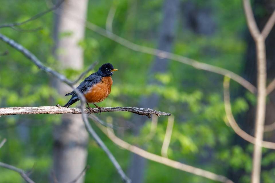 Side view of an American Robin in a low, vigilant posture perched on a bare branch, scanning the ground for threats.