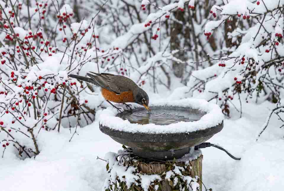 An American Robin drinking from a shallow stone birdbath (2 inches deep) with a water dripper, surrounded by winter snow and red berries.