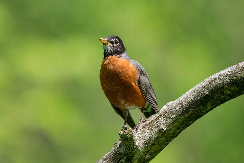 An American Robin perched on a thick branch with its head tilted sharply upward, demonstrating the sky-gazing posture used to monitor aerial threats.