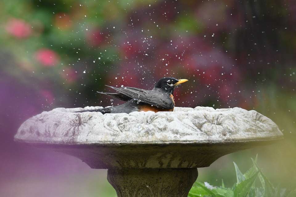 An American robin splashing in a shallow stone birdbath with safe, 1-2 inch water depth.