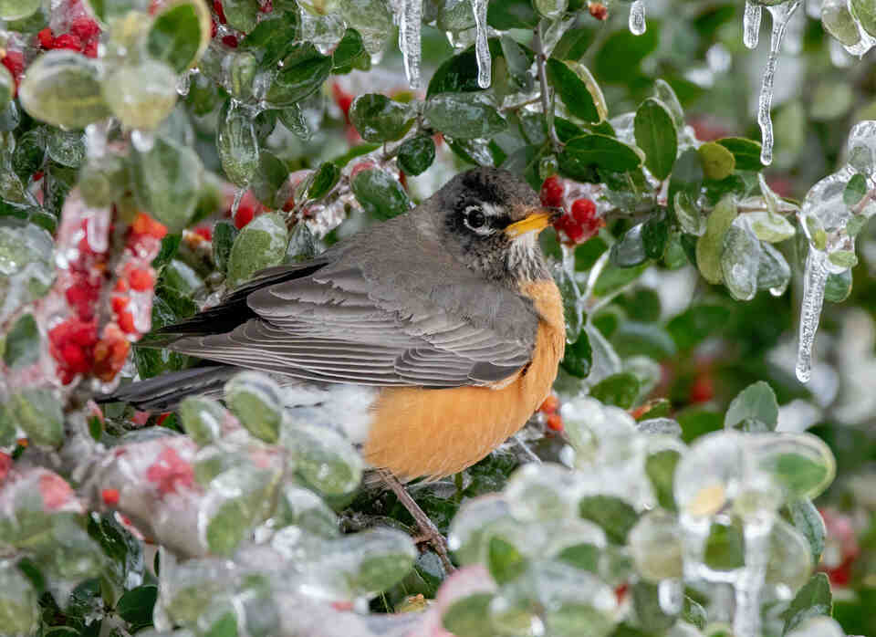 An American robin perched in an ice-covered holly bush with red berries, demonstrating winter foraging survival.