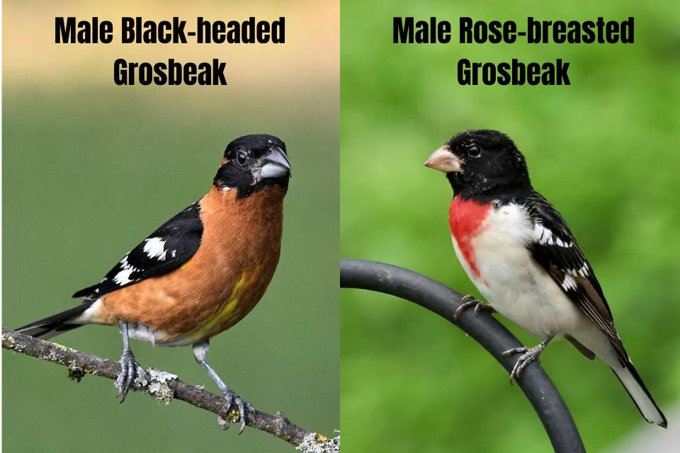 Labeled comparison of a male Black-headed Grosbeak (left) and a male Rose-breasted Grosbeak (right) showing their distinct breast colors and heavy bills.