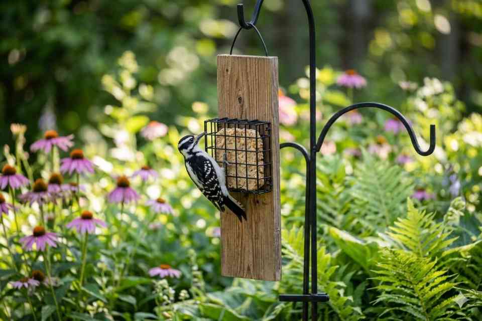 A close-up of a Hairy Woodpecker on a cedar tail-prop suet feeder, showing its stiff tail feathers braced against the wide wooden extension for stability.