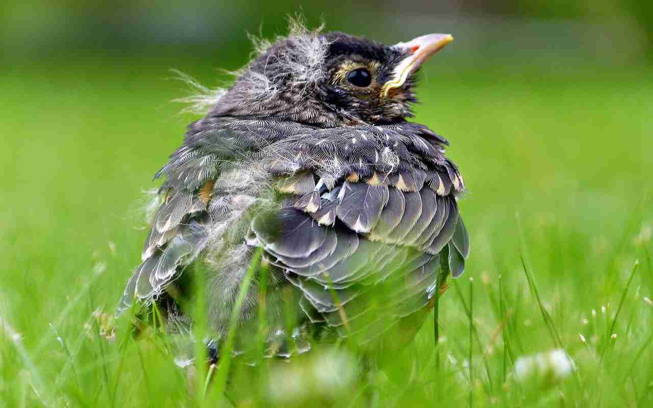 A fledgling American robin with fuzzy head tufts and spotted plumage sitting in a green garden lawn.