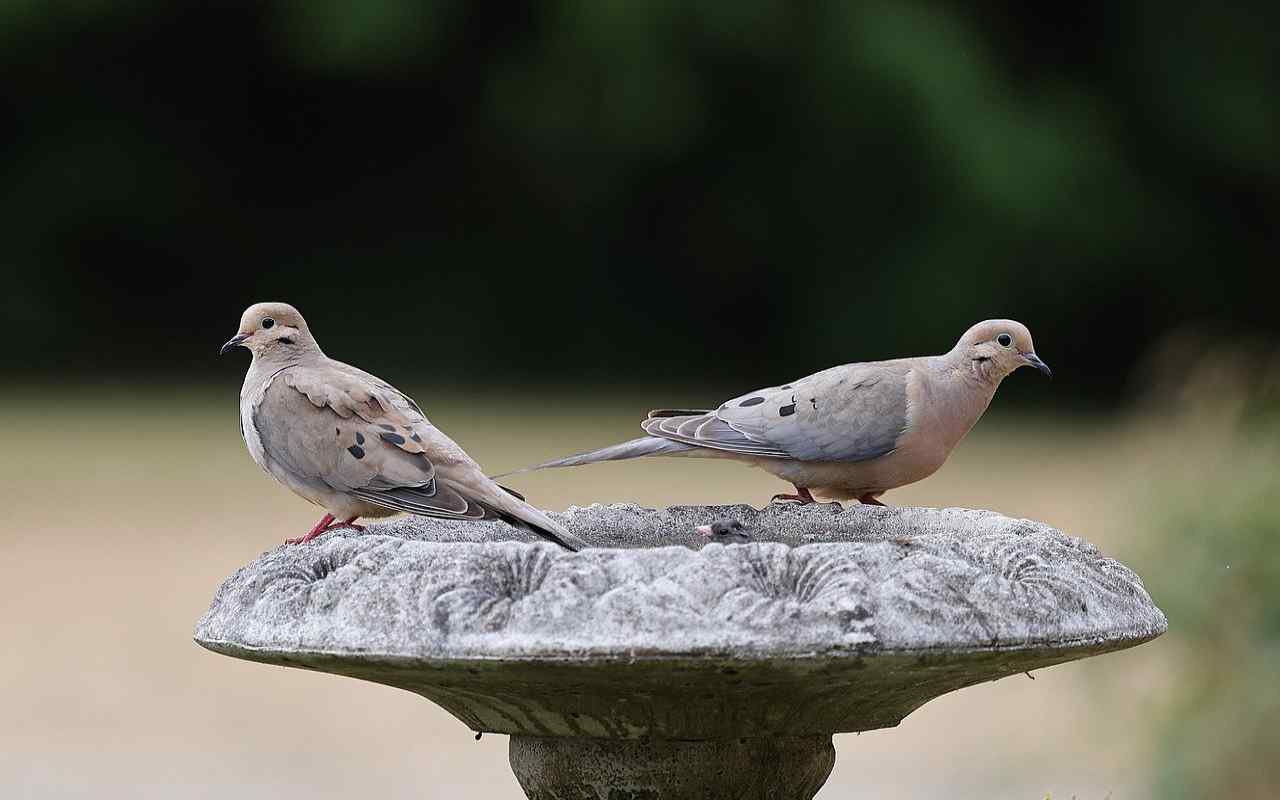 A male mourning dove with a bluish-grey crown and a female with a tan crown perched together on a stone birdbath.