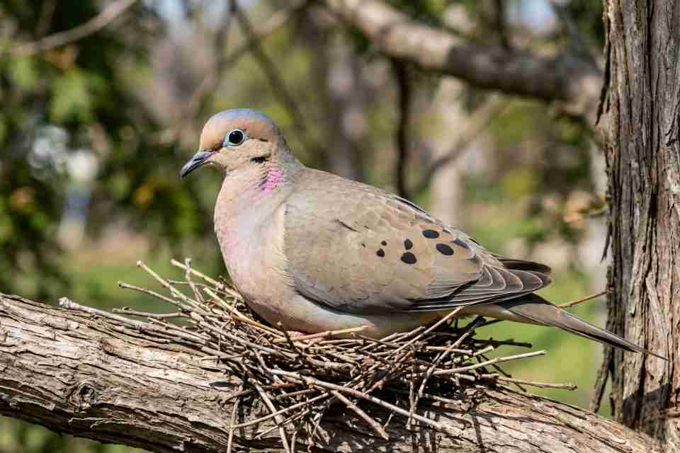 A male mourning dove with a bluish-grey crown and pink neck shimmer incubating a nest in direct midday sunlight.