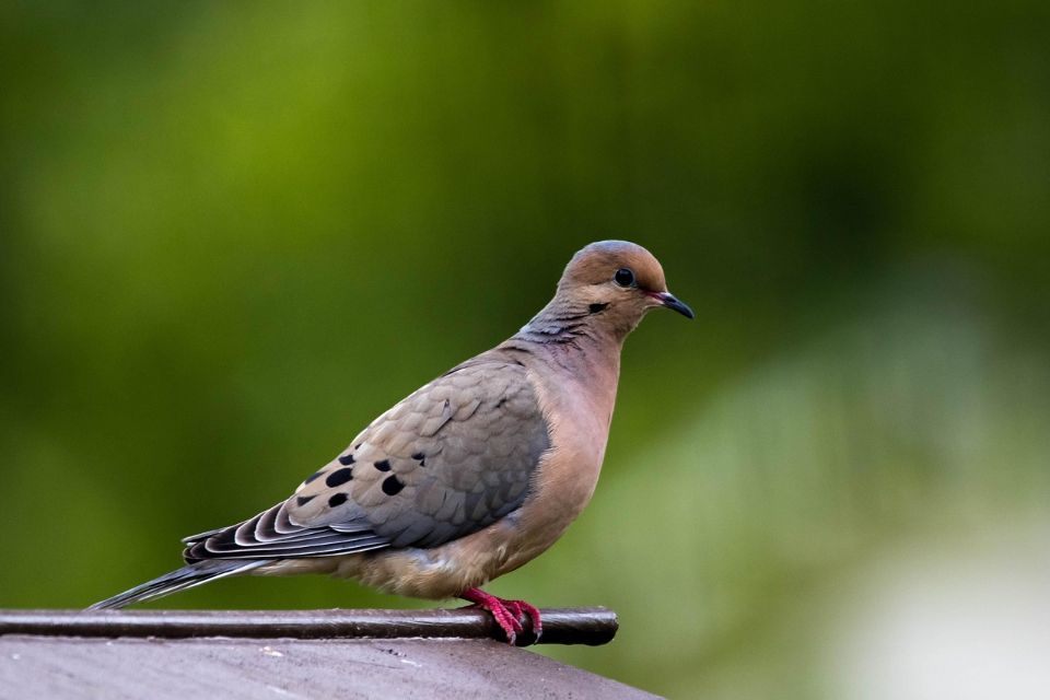 A male mourning dove in profile showing a bluish-grey crown and a vivid iridescent pink neck patch in sunlight.