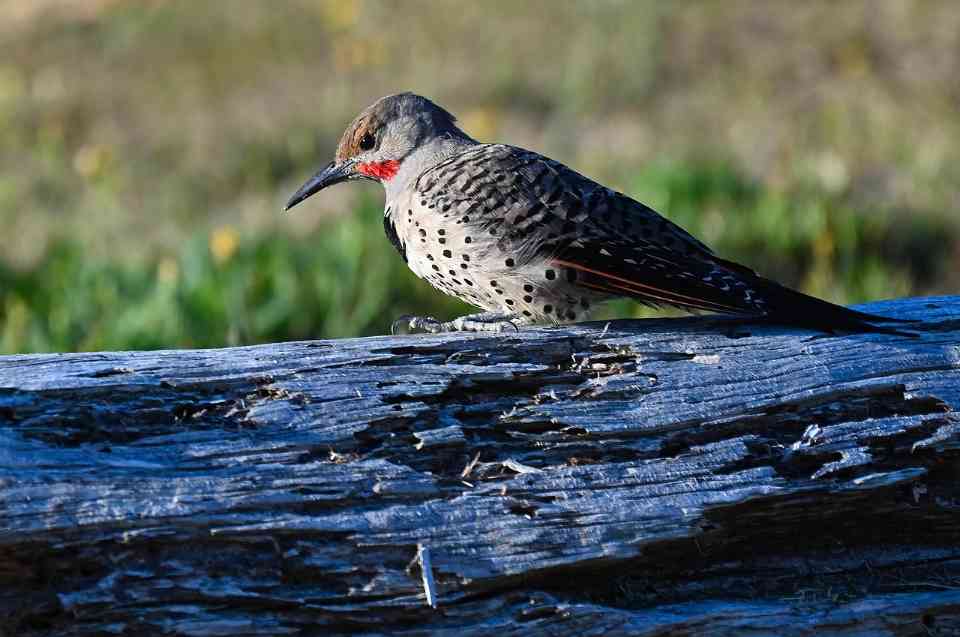 A male intergrade Northern Flicker displaying a red mustache (Red-shafted trait) and a red nape crescent (Yellow-shafted trait) while foraging on a log.