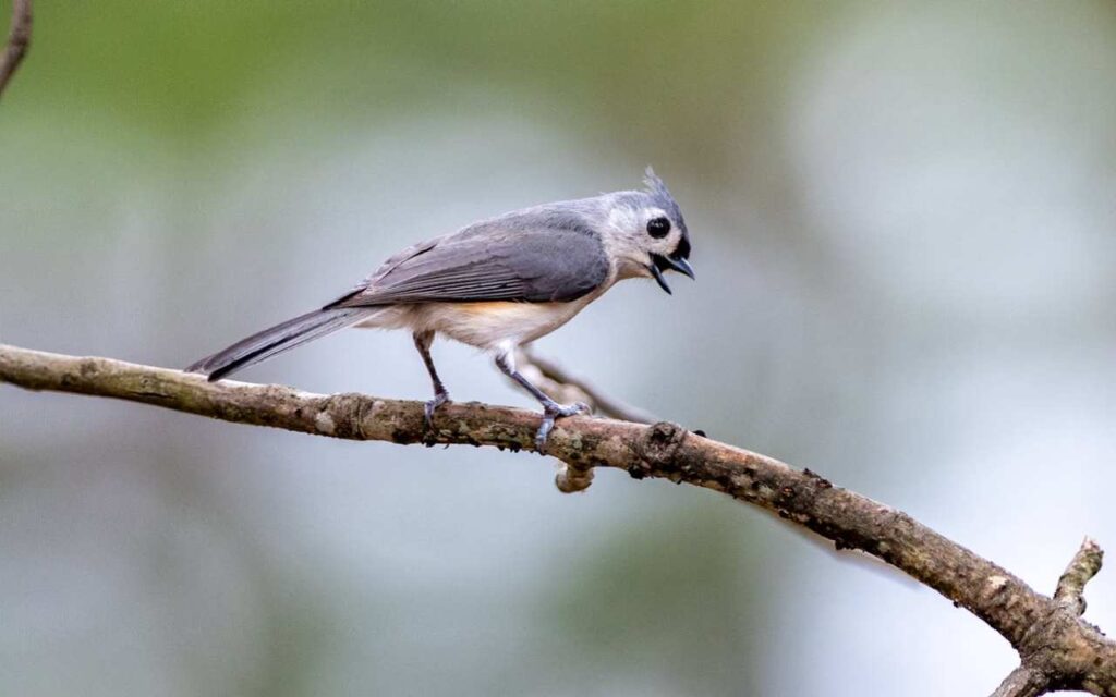 A real-world photo of a male Tufted Titmouse with its beak open, singing its territorial peter-peter-peter song on a woodland branch.