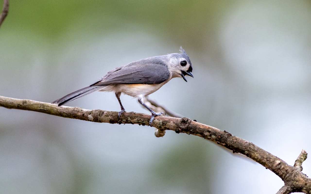 A real-world photo of a male Tufted Titmouse with its beak open, singing its territorial peter-peter-peter song on a woodland branch.