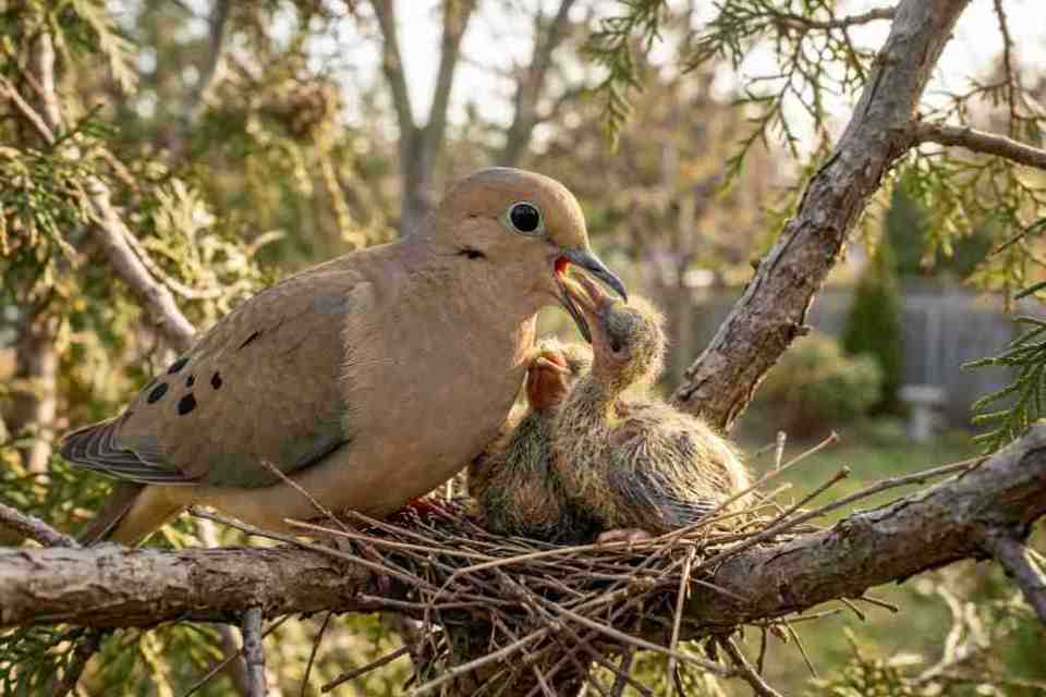 A side-profile of a Mourning Dove parent feeding crop milk to a squab in a twig nest, illustrating rapid early-growth nutrition.