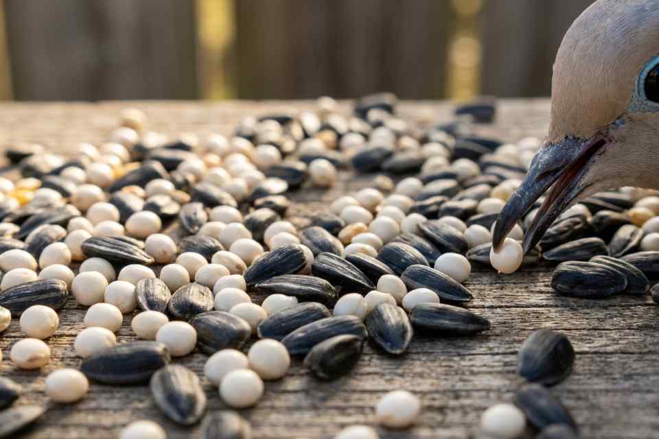 A macro ultra-close-up of a Mourning Dove picking up a white proso millet seed from a mix of sunflower seeds on a wooden platform.